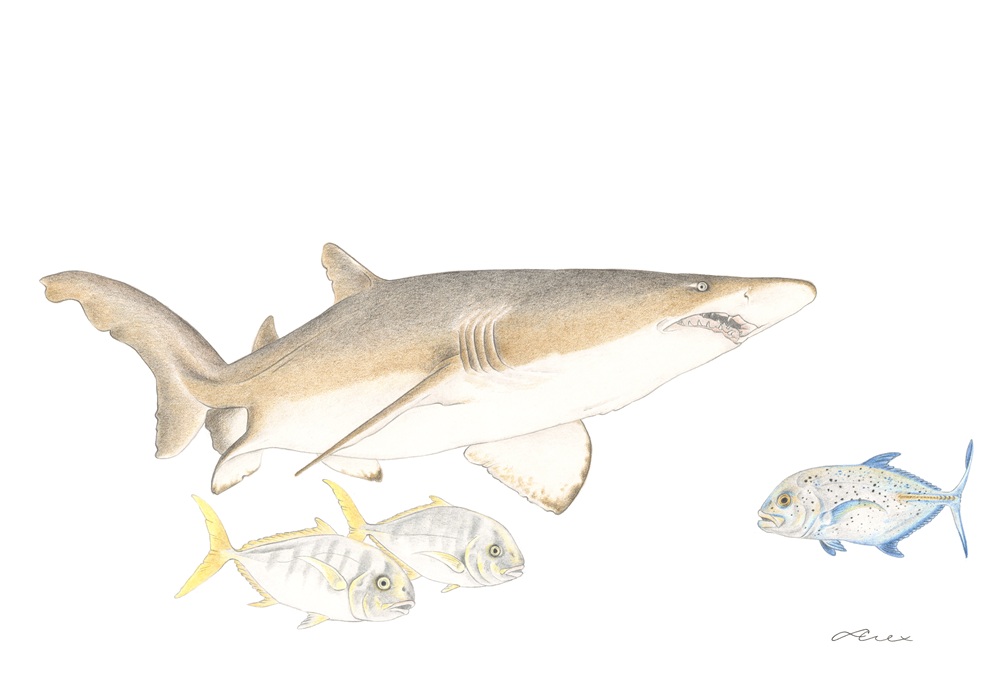 Alexandra_Thornton_Brown_Shark.jpg