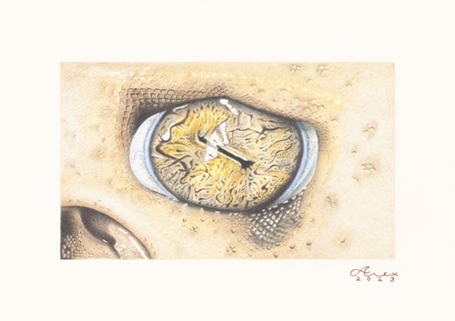 Alexandra_Thornton_Epaulette_Shark_Eye.jpg
