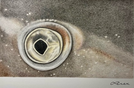Alexandra_Thornton_Grey_Nurse_Shark_Eye.jpg