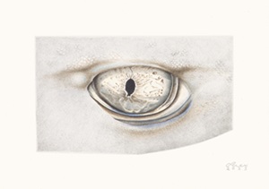 Alexandra_Thornton_White_Tip_Reef_Shark_Eye.jpg